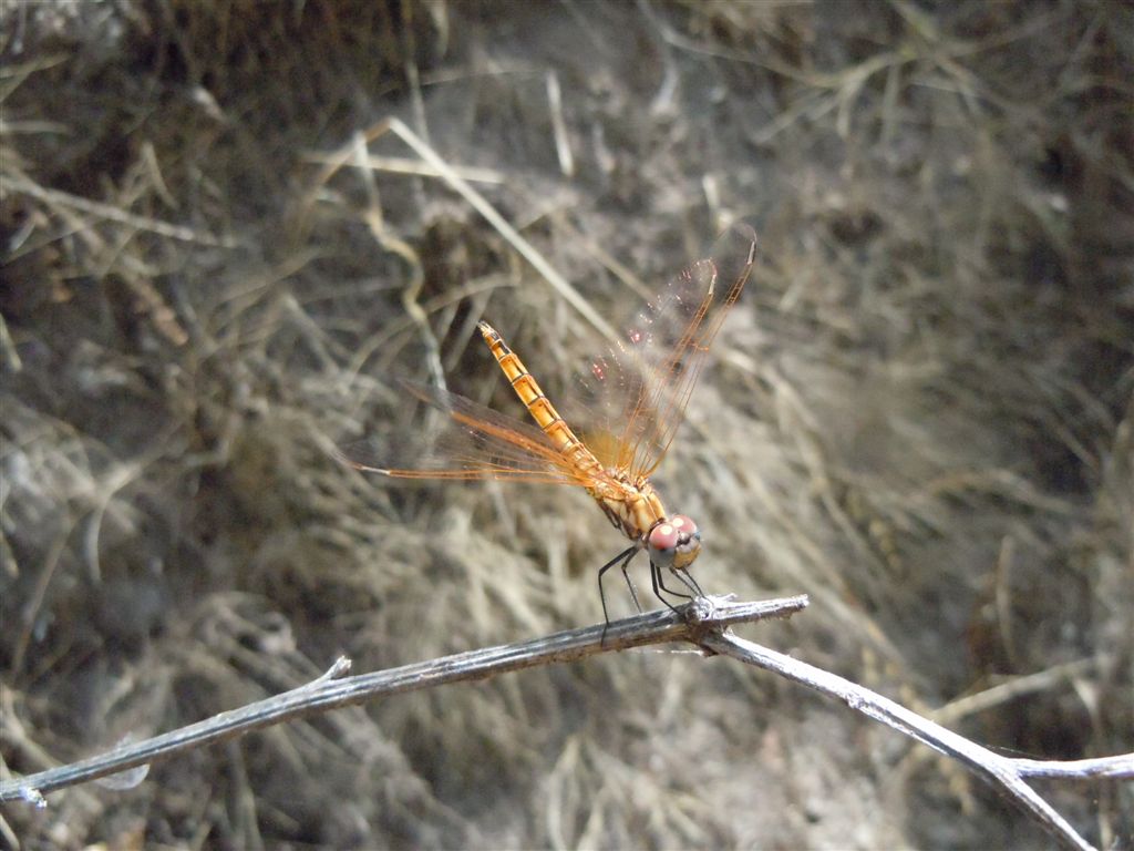 Sympetrum?